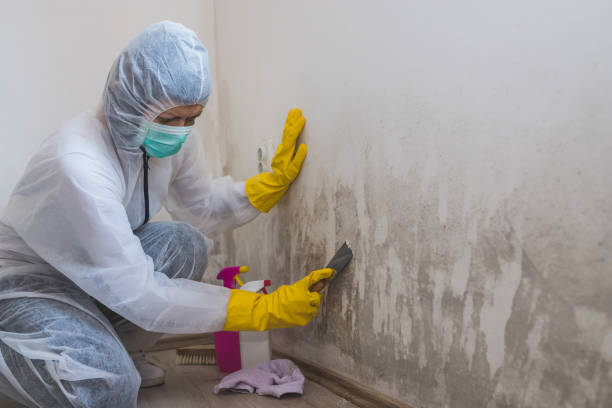 Best Crawl Space Mold Removal  in Dano, CO