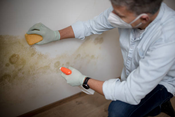 Office Mold Removal Services in Dacono, CO